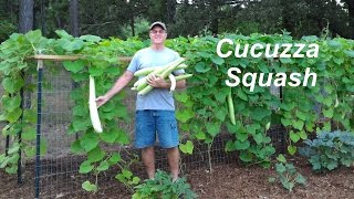 Cucuzza  Sicilian SquashGourd [upl. by Iral]