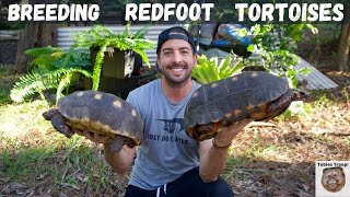 Breeding Redfoot Tortoises [upl. by Lourdes]