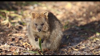 Quokkas of Rottnest Island WA [upl. by Elraet]