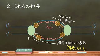 おうち生物 18 複製のしくみ （詳細欄に訂正あります！） [upl. by Annawd]