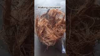 Making Cocopeat Coconut cover Making cocopeat at home Short gardening nature gardeingtips [upl. by Colene480]