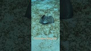 Southern Stingray [upl. by Katrinka]