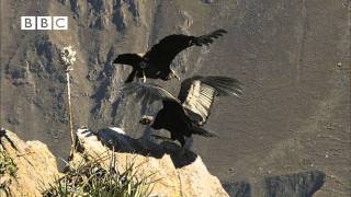 Earthflight Winged Planet  Condor Flight School Narrated by David Tennant [upl. by Kalbli]