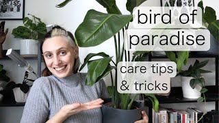 BIRD OF PARADISE INDOOR CARE  Strelitzia Reginae Tips amp Tricks [upl. by Rolfe766]