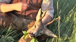 Ein abnormer und ein sehr starker Rehbock erlegt Abnormal and very strong roebuck shot [upl. by Dunston]