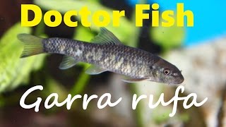 DOCTOR FISH GARRA RUFA  AWESOME AQUARIUM FISH [upl. by Belinda]