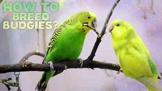 Budgie Breeding  Everything You need to know [upl. by Anwahsak]