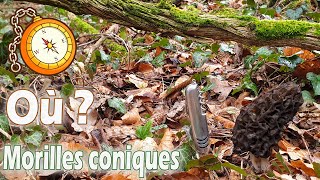 Où trouver des morilles coniques  Je prospecte et jen trouve [upl. by Atteuqram442]