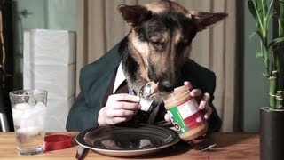 Dog eats peanut butter  with a spoon [upl. by Lundt]