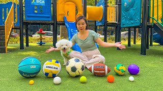 Finding and Naming Sport Balls at the Park with cute dog 🏀⚽ Learning for Toddlers amp Preschool Kids [upl. by Fleta587]