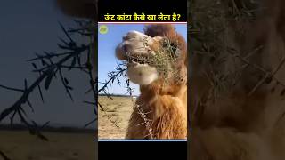 How Camel Eat Cactus shorts [upl. by Nahraf]