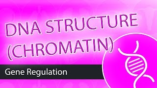 DNA Structure Chromatin [upl. by Dianne]