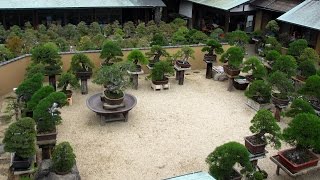 Shunkaen Bonsai by Kunio Kobayashi [upl. by Lleirbag]