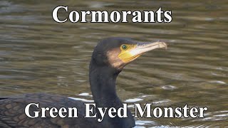 Cormorants  Nov 2024 [upl. by Rosene]