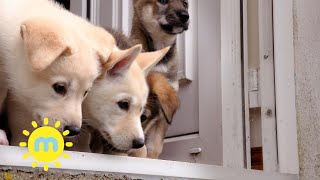 Ep8 The Secret Life Of Puppies  Tamaskan Puppies  Milkshake [upl. by Spence480]