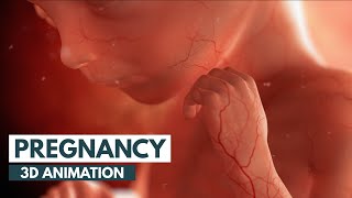 Pregnancy A MonthByMonth Guide  3D Animation [upl. by Lachance]