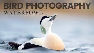 BIRD PHOTOGRAPHY  Photographing waterfowl [upl. by Lasky698]