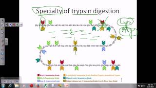 Trypsin digestion [upl. by Agna60]