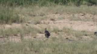 Baboons killing monkey at Letaba Kruger Park  Part 2 [upl. by Oscar]