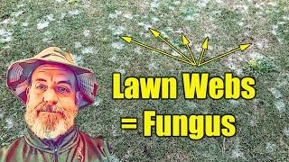 Webs on Lawn  Lawn Fungus [upl. by Erodoeht24]