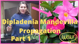 Part 1 How to Propagate  Propagating Taking Cuttings From Dipladenia Mandevilla Vine [upl. by Namyl]