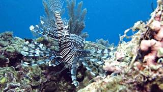 Diving Highlights from Manado  Bunaken  North Sulawesi Indonesia 1419 Oct 2011 [upl. by Ellenar357]