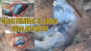 Gajah Terjebak di Lubang [upl. by Ab]