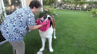 Saint Bernard  Stormy  eating his lunch 20110716MP4 [upl. by Ellenahs]