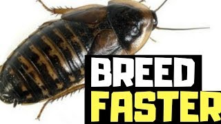 How To Breed Dubia Roaches FASTER [upl. by Paucker]