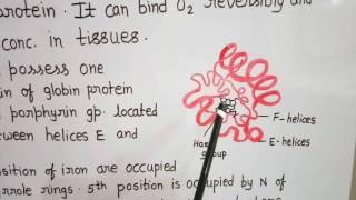 Structure of Myoglobin [upl. by Aikar290]