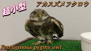 【フクロウ】超小型アカスズメフクロウの生態 （Ferruginous pygmy owl） [upl. by Awhsoj]