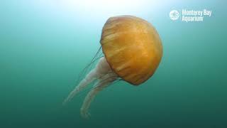 A Few Minutes With Wild Sea Nettle Jellyfish In Monterey Bay [upl. by Clemence]