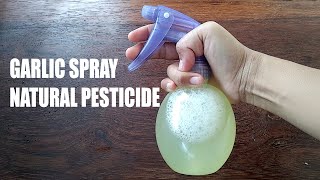 Garlic Spray as Natural Pesticide [upl. by Otir]