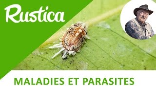 Lutter contre la cochenille farineuse au jardin [upl. by Pollack]