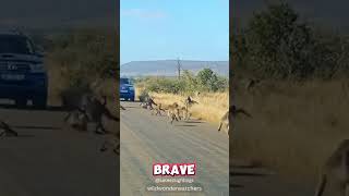 Alpha Baboon Protects Tribe From Leopard [upl. by Kcirdet]