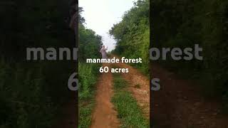 man made forest of 60 acres contribution to nature [upl. by Potts]