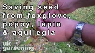 Saving seeds of foxglove poppy lupin and aquilegia [upl. by Gaul]