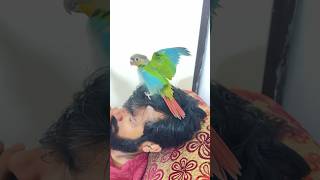 വഴക്കാളി മിട്ടു petbirds birds love petshorts mittuparrot birdslover [upl. by Jesse265]