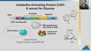 BIOL201 Ch162  Prokaryotic Gene Regulation and Lac Operon Regulation [upl. by Anella453]