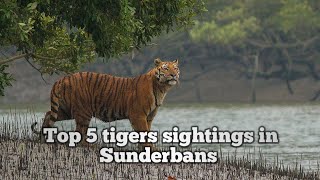 Top 5 Bengal Tiger Sightings compilations in Sunderbans [upl. by Som587]