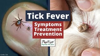 Tick Fever Symptoms Treatment Prevention  By Dr Anirudh Mittal  PupkittPetCare [upl. by Tsirhc]