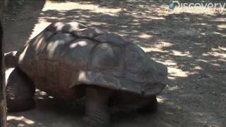 Aldabra Giant Tortoise [upl. by Ruthe]