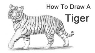 How to Draw a Tiger [upl. by Boucher]