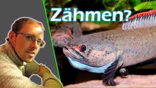 Aggressive Fische  Dieser IGLVortrag zeigt dir wie es dazu kommt und was man dagegen tun kann [upl. by Christoper]