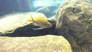 Ophthalmotilapia Ventralis at Kalala Island [upl. by Penni524]