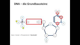 Chrashkurs Genetik  Strukturen 1  DNA Grundbausteine [upl. by Islek305]