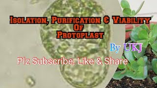 Isolation Purification amp Viability Of Protoplast [upl. by Ogir40]