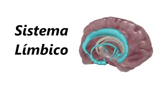 Anatomia do Sistema Límbico em 3D [upl. by Leamse630]