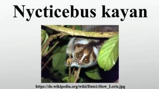 Nycticebus kayan [upl. by Tubb919]