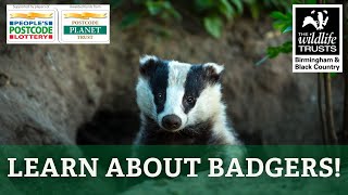 Learn About Badgers [upl. by Vorfeld]